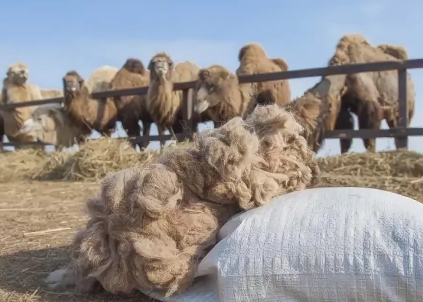 Wool camel