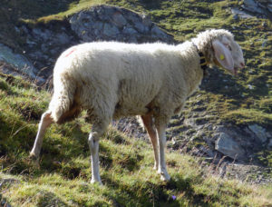 Lampaat Tiroler Bergschaf 