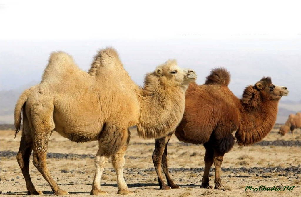 Camel 1