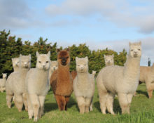 động vật alpaca