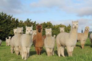 animales alpacas