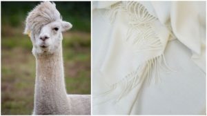 ano ang gawa sa alpaca wool?