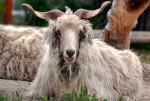 tibetan goat