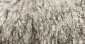 sheep wool