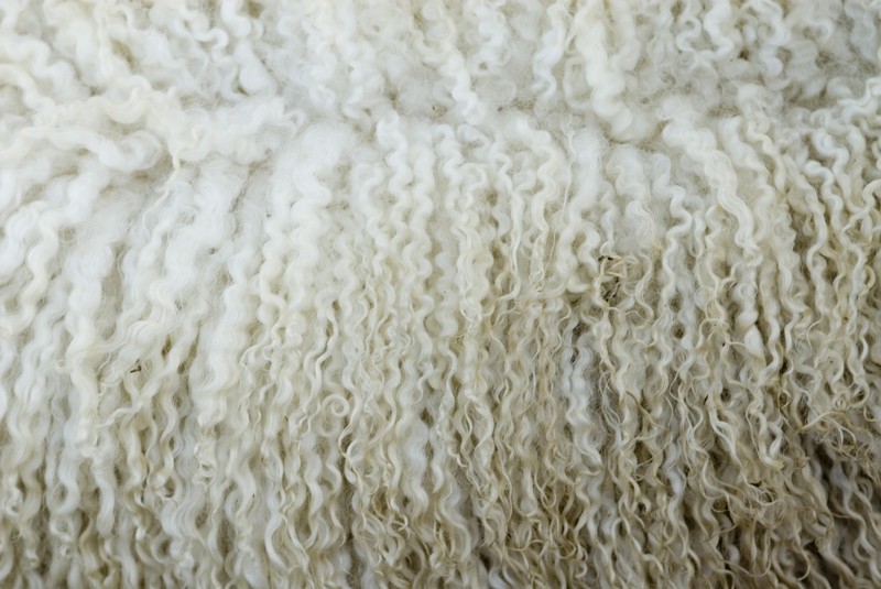 sheep's wool