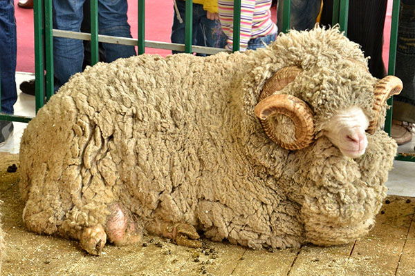 Laine à feutrer de mouton mérinos