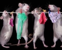 mice hang up laundry