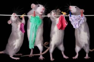 mice hang up laundry