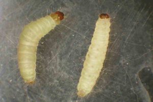 Danger of moth larvae