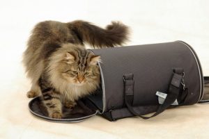 Bolsa de transporte para gatos