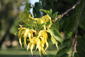 Ylang-Ylang