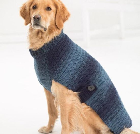 maglione per cane