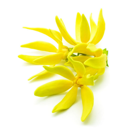 ylang Ylang