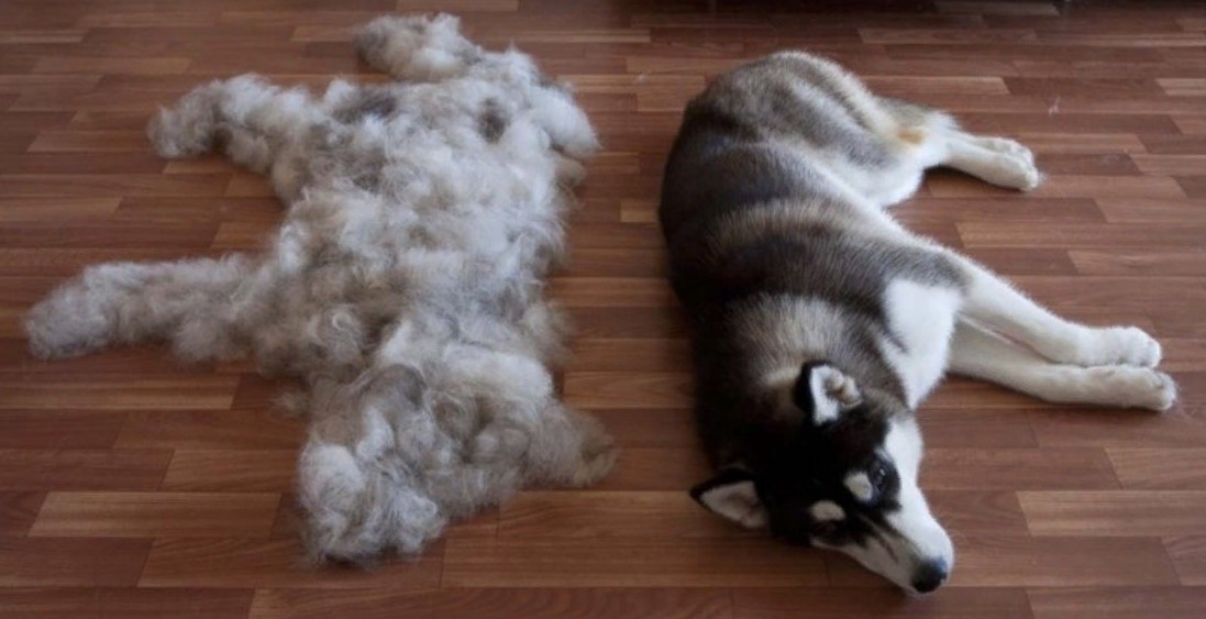 cinturón de pelo de perro de crochet 2