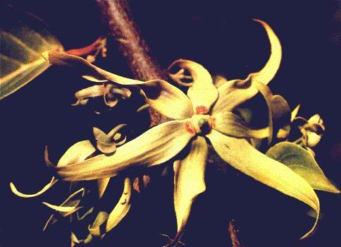 ylang Ylang