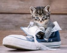 urine sur des chaussures en tissu 2