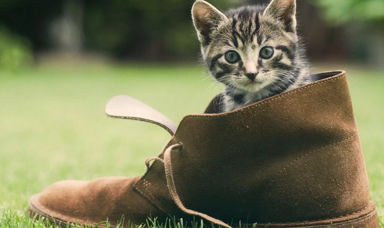 Urin auf Schuhen Wildleder Nubuk