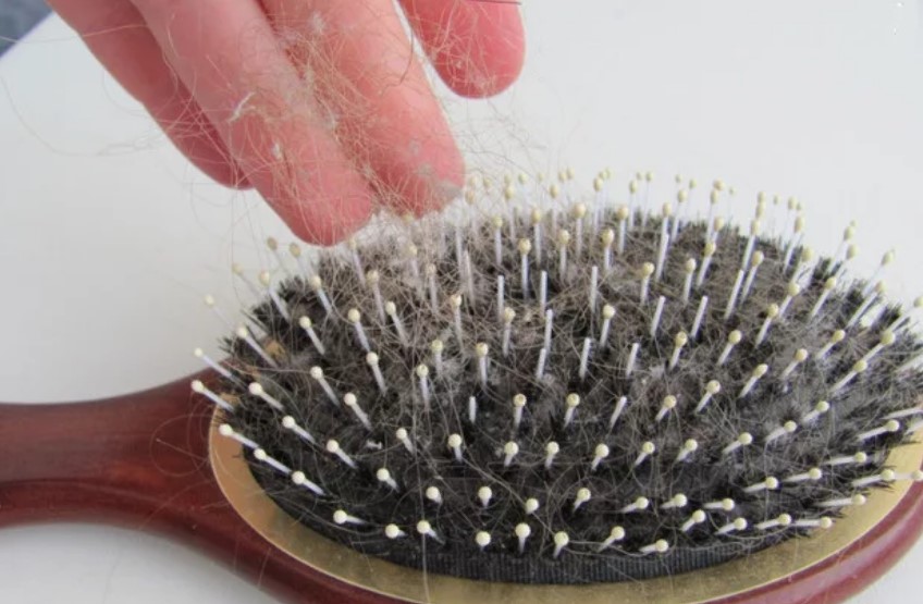 magsipilyo gamit ang mga bristles, alisin ang buhok gamit ang iyong mga kamay