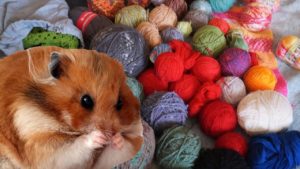 Why are knitters called hamsters?