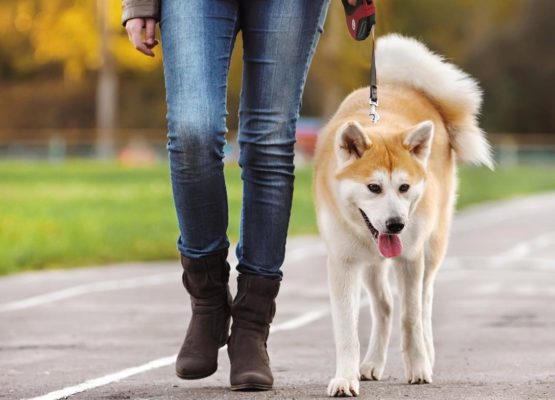 Vad man ska ha på sig för en promenad med hunden som är moderiktig men bekväm