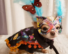 ¡Te encantarán estos modelos! Desfile de moda con estilo busca animales