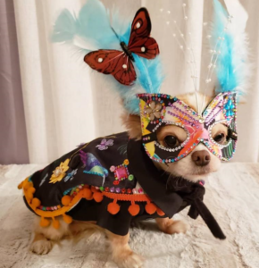 You will love these models! Stylish fashion show looks for animals