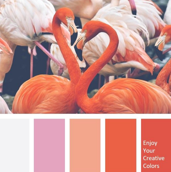 couleur flamant rose