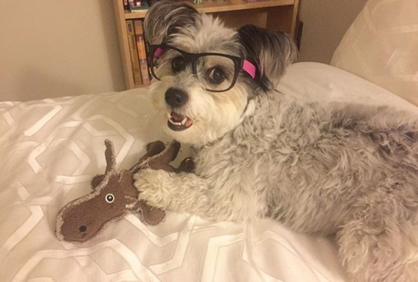 chien avec des lunettes