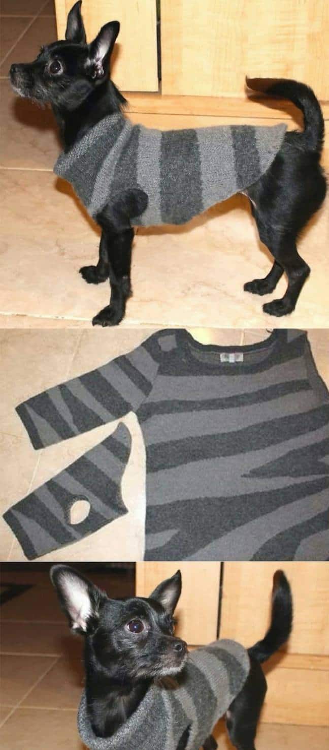 Maglione per un cane dalla manica di un maglione