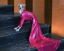 Italian Greyhound Tika - the most fashionable dog