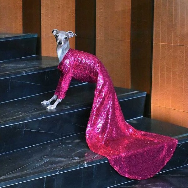 Galgo Italiano Tika - o cachorro mais fashion