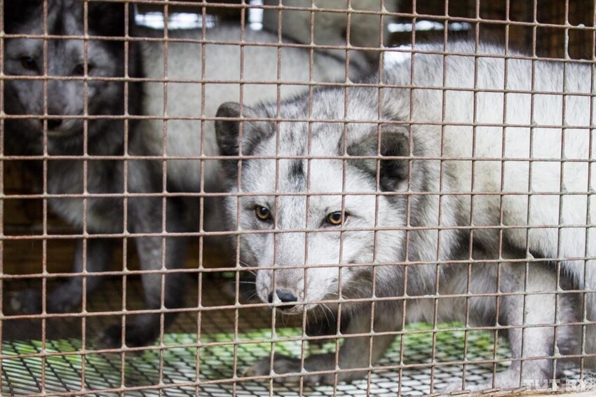 Israel has banned the use of real fur