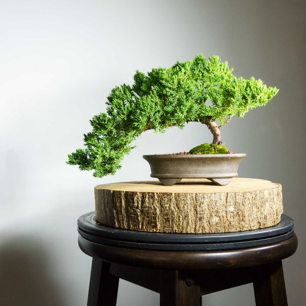 Bonsai