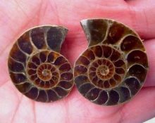 Cos'è l'ammonite