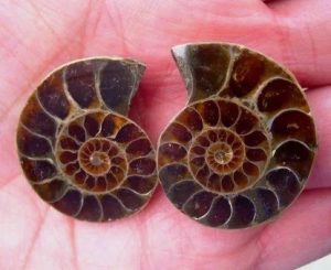 Cos'è l'ammonite