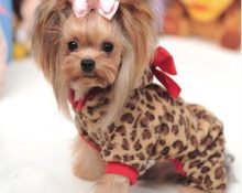 How to train a Yorkie to wear clothes