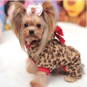 How to train a Yorkie to wear clothes