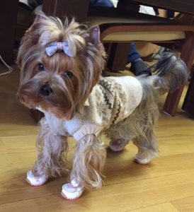 Vestiti per cani Yorkie