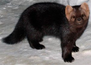 sable de barguzín